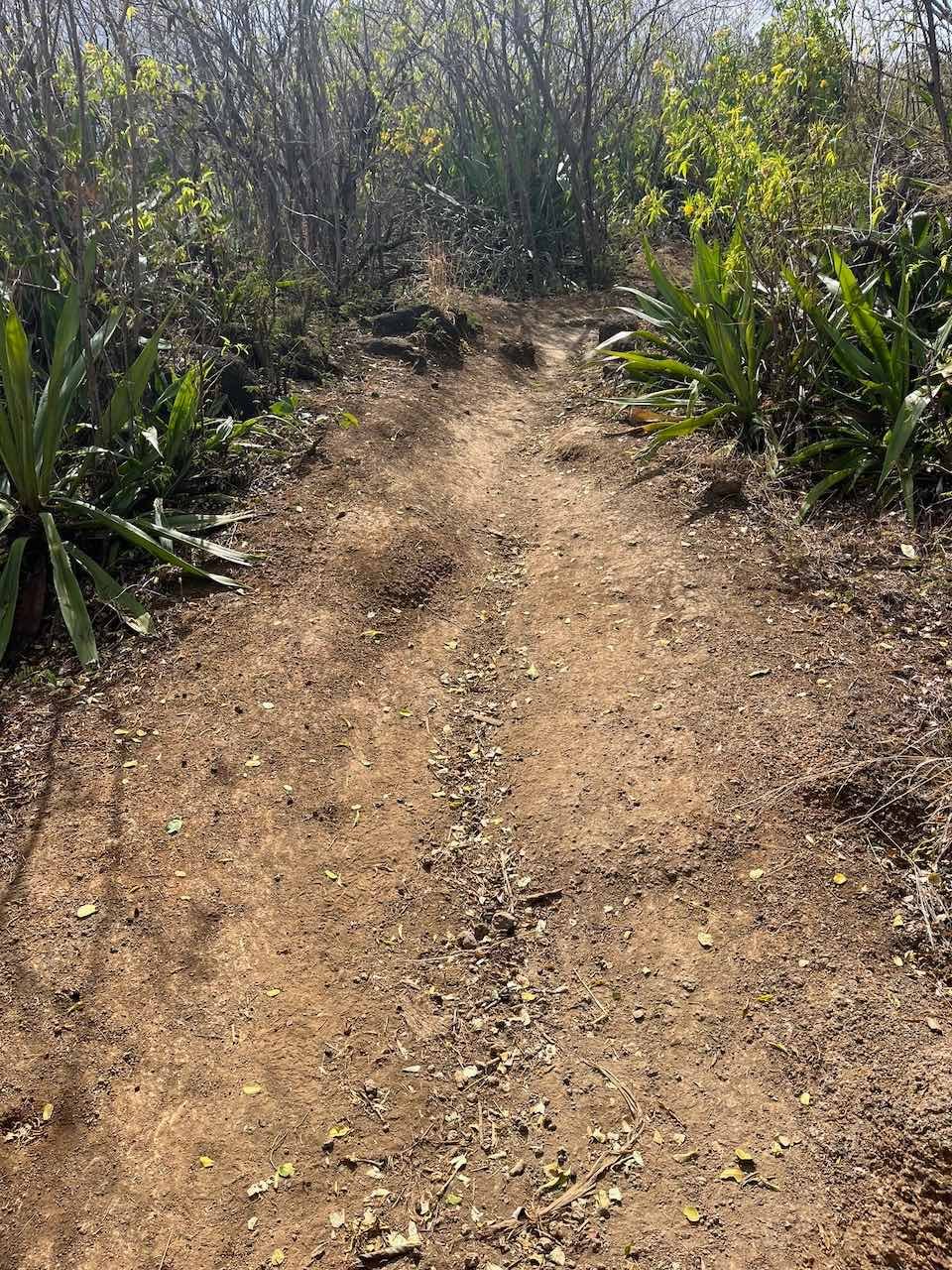 19. Le chemin dans sa partie haute