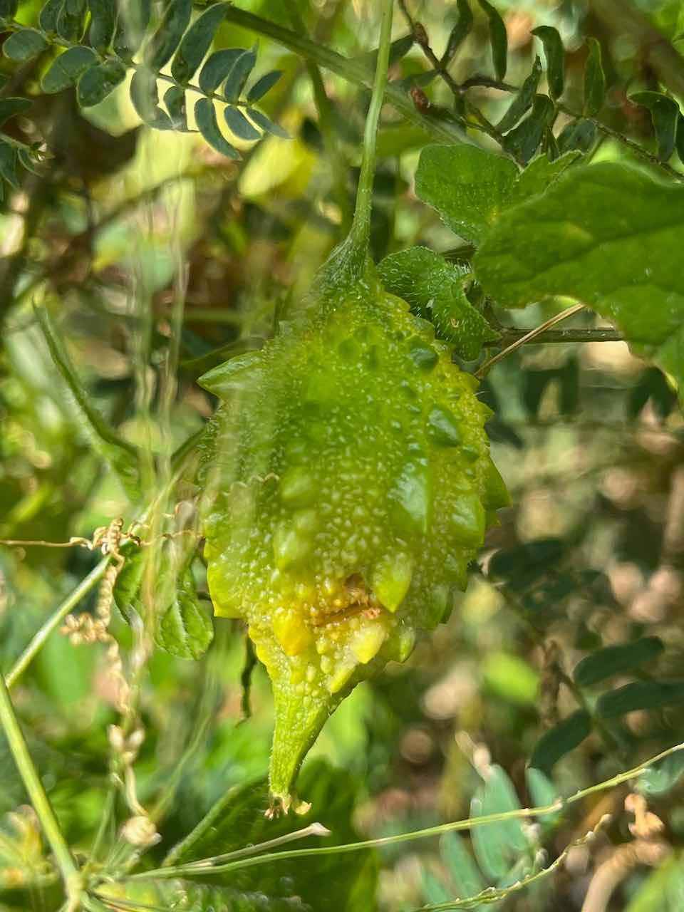 20. Fruit encore vert de Momordica charantia L - Margose ou margoze - Cucurbitaceae - exotique