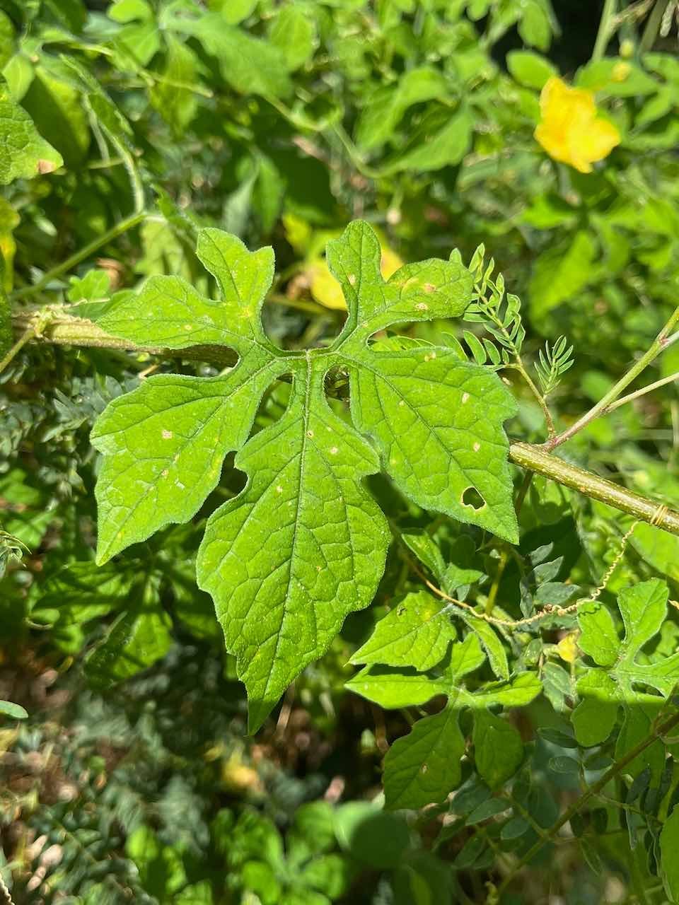 21. Feuille de Momordica charantia L - Margose ou margoze - Cucurbitaceae - exotique 