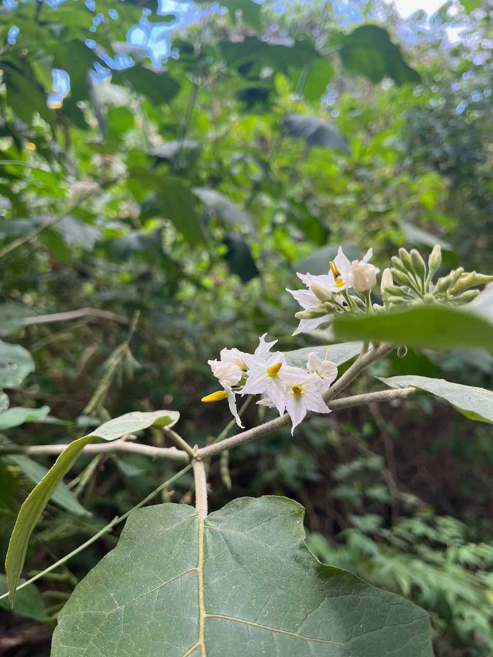 22. Solanum torvum Sw.- Bringellier - Solanaceae - Exotique  (n’est pas le Bringellier marron)