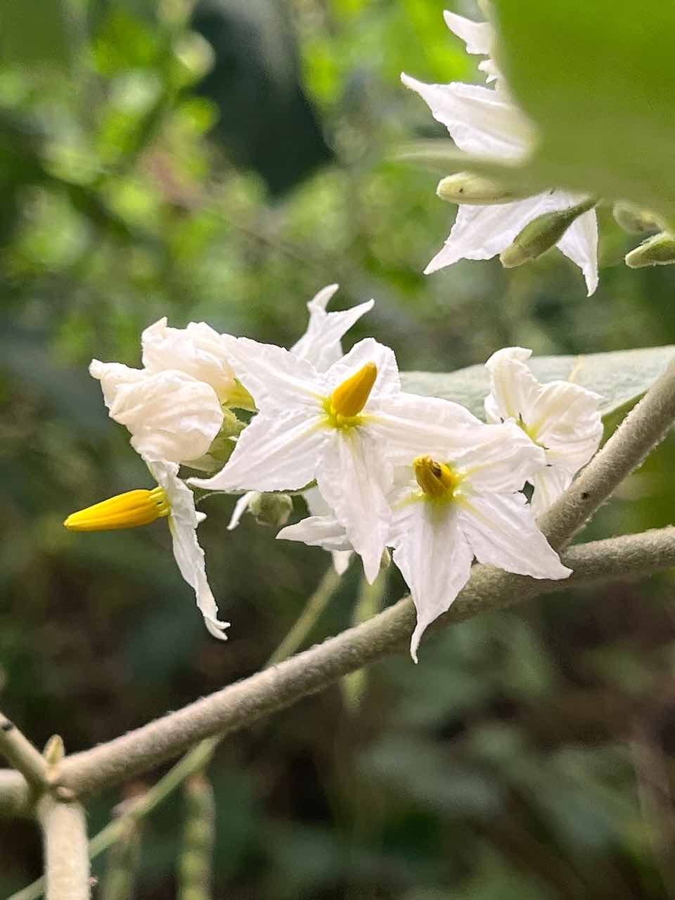 23. Fleurs de Solanum torvum Sw.- Bringellier - Solanaceae - Exotique  (n’est pas le Bringellier marron)