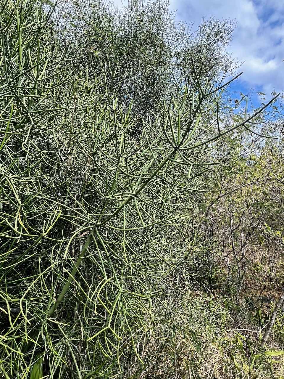 24. Euphorbia tirucalli. - Le Bois de lait - Euphorbe crayon - Euphorbiacées 