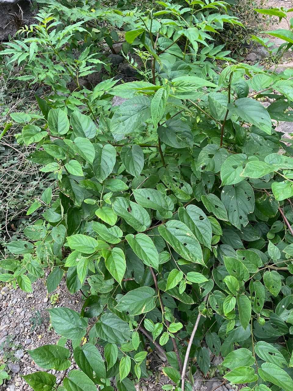 26. Guazuma ulmifolia Lam. - Bibi jacot - Malvaceae - Amérique tropicale