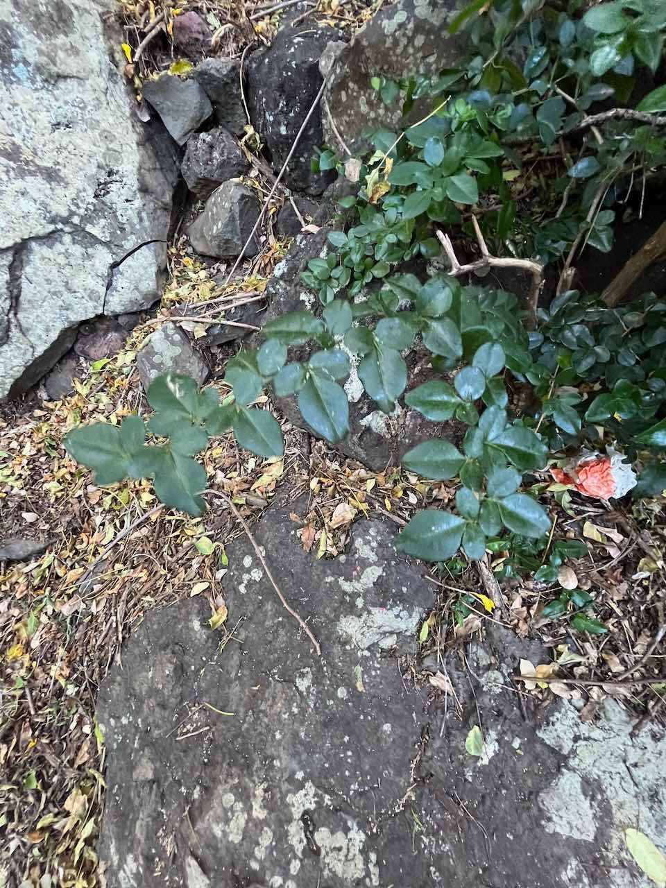 3. Triphasia trifolia (Burm. f.) P. Wilson - Orangine - Rutaceae - Chine et Asie du Sud-Est.