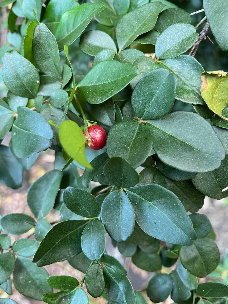 4. Fruit Triphasia trifolia (Burm. f.) P. Wilson - Orangine - Rutaceae - Chine et Asie du Sud-Est.