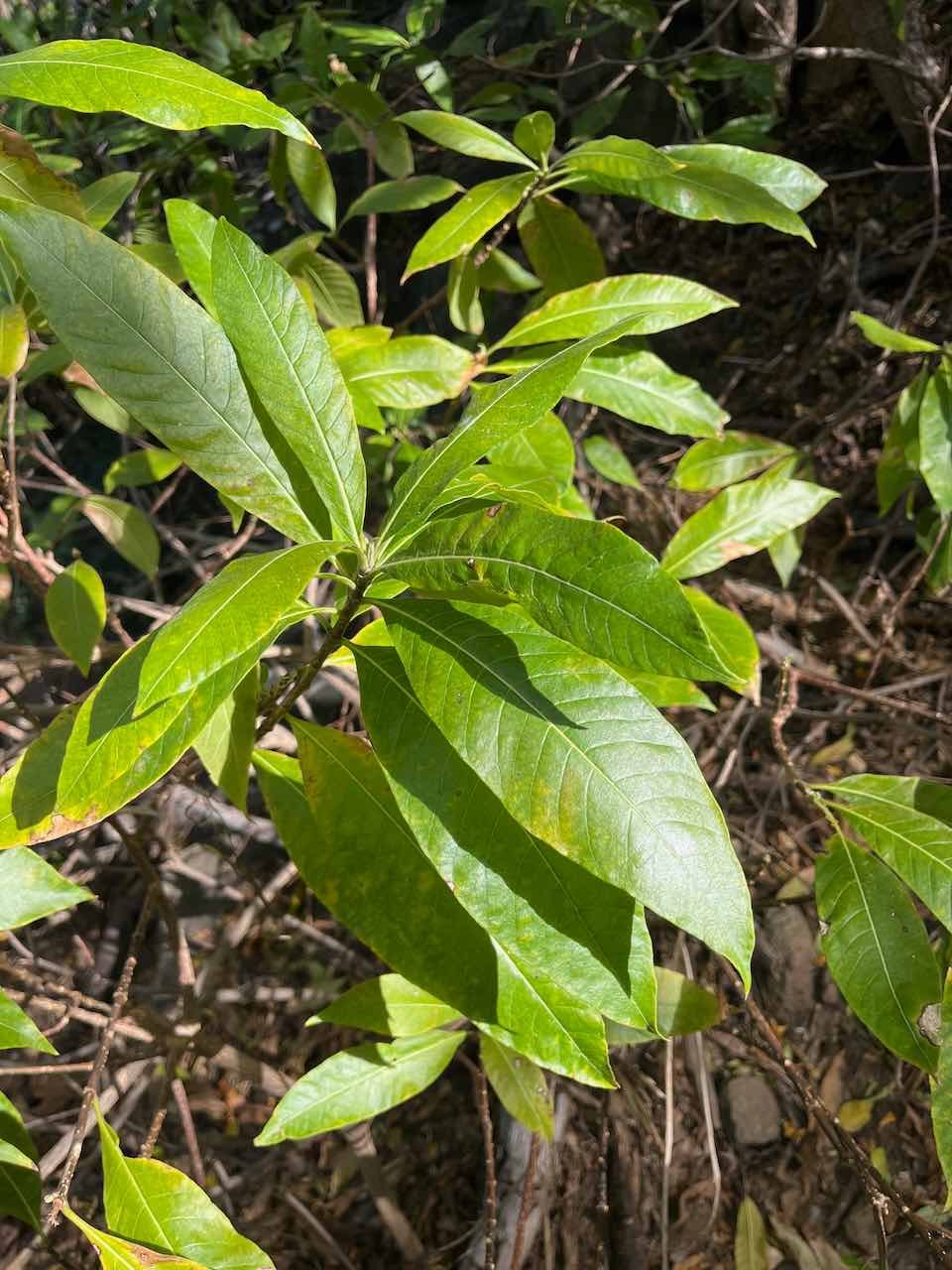 5. Strophanthus boivinii - Ø _  Apocynaceae - Madagascar 