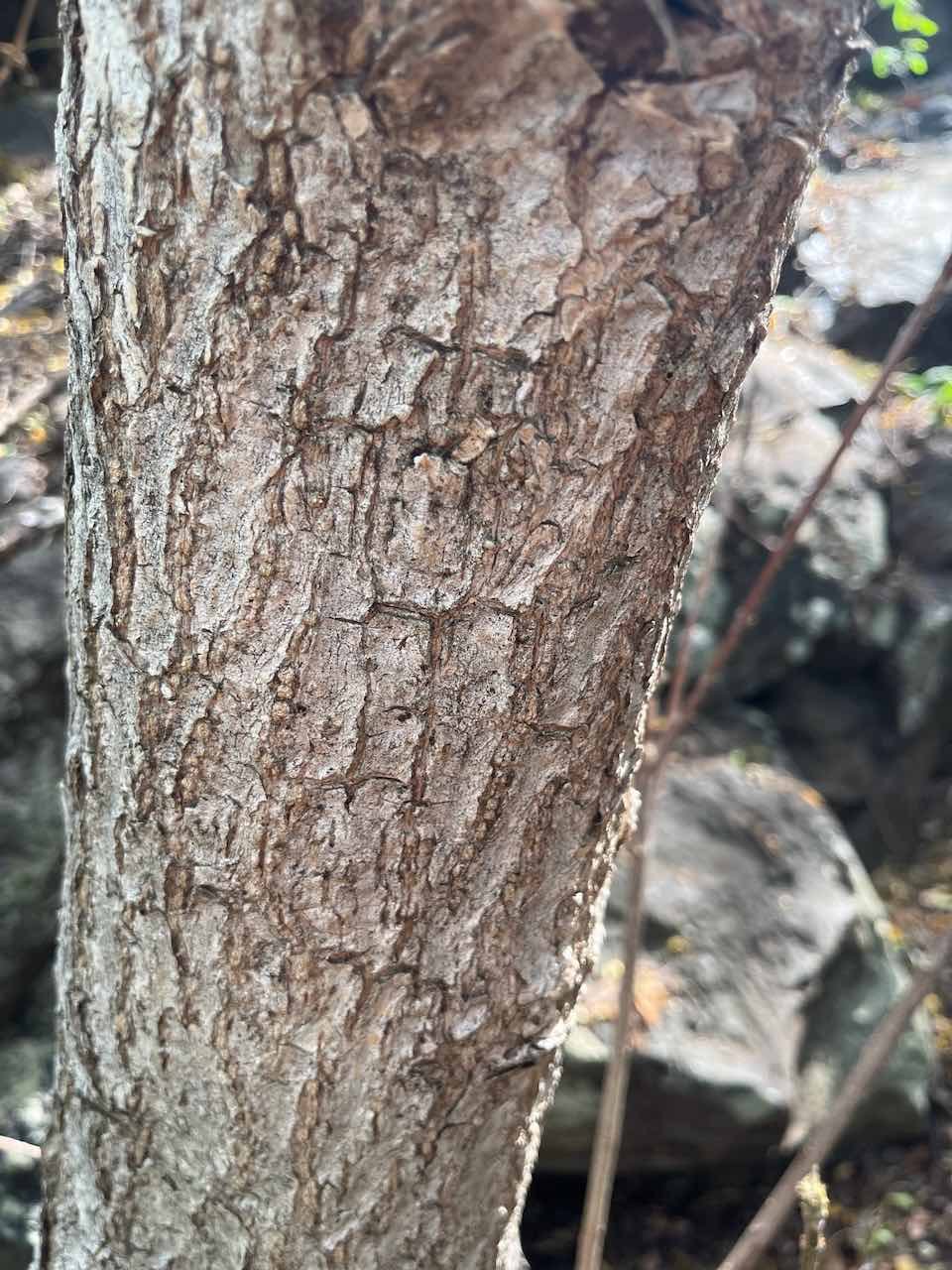 6. Tronc Strophanthus boivinii - Ø _  Apocynaceae - Madagascar 