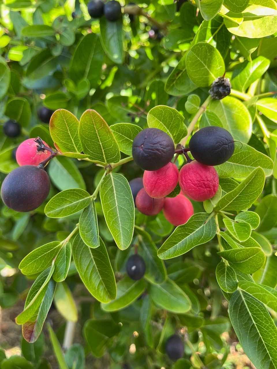 9. Carissa carandas L. - Prune de Damas - Apocynaceae - Orig. Inde et Bangladesh

