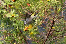 Oiseau vert -2