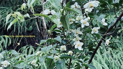 IMG_9137.jpeg