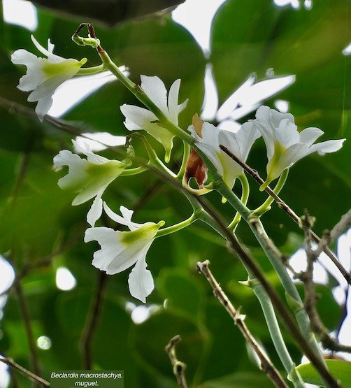 Beclardia macrostachya.muguet. endémique Madagascar Mascareignes
