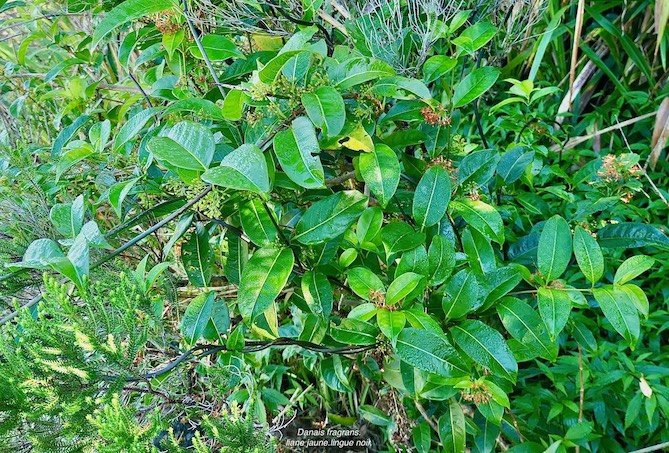 Danais fragrans.liane jaune.lingue noir.rubiaceae.endémique Madagascar Mascareignes. (2)
