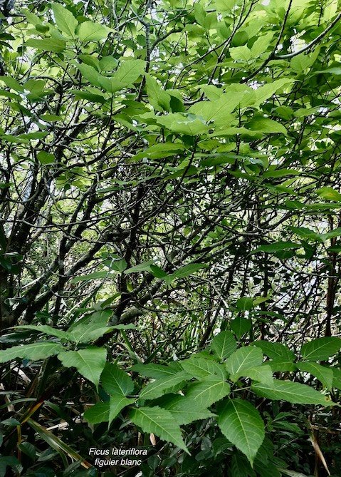 Ficus laterifloraVahl.figuier blanc.moraceae.endémique Réunion Maurice