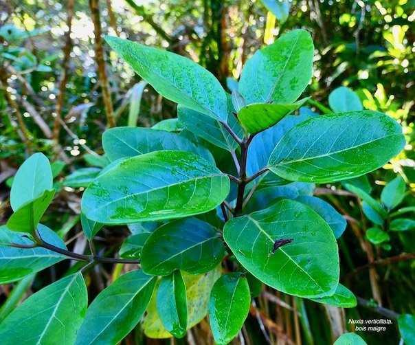 Nuxia verticillata.bois maigre.stilbaceae.endémique Réunion Maurice. (1)