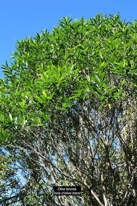 Olea lancea. bois d’olive blanc.oleaceae.indigène Réunion