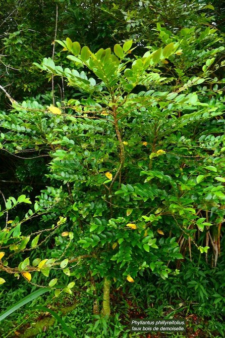 Phyllantus phillyreifolius.faux bois de demoiselle.bois de cafrine .phyllanthaceae.endémique Réunion Maurice