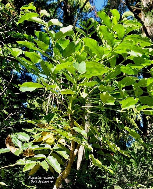Polyscias repanda  Bois de papaye. araliaceae.endémique Réunion