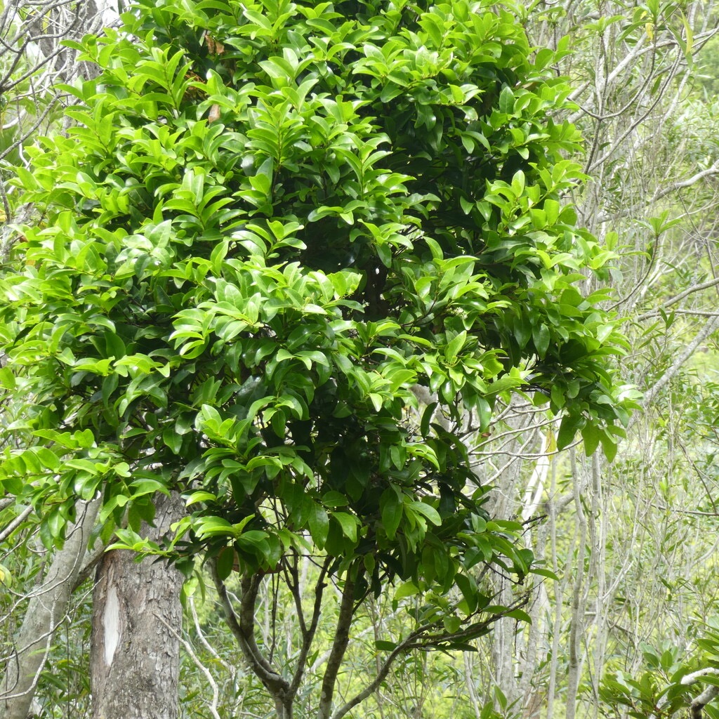 Grangeria_borbonica-Bois_de_punaise-CHRYSOBALANACEAE-Endemique_Reunion_Maurice-P1090471.jpg