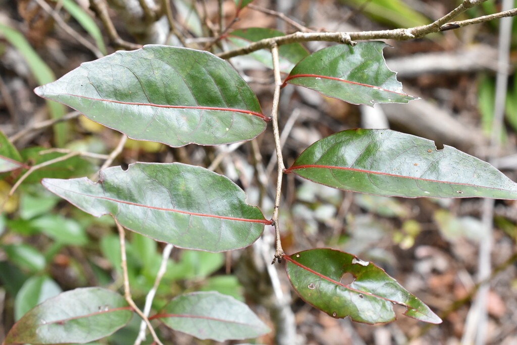 Homalium_paniculatum-Corce_blanc-SALICACEAE-Endemique_Reunion_Maurice-MB3_8606.jpg