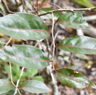 Homalium_paniculatum-Corce_blanc-SALICACEAE-Endemique_Reunion_Maurice-MB3_8606.jpg