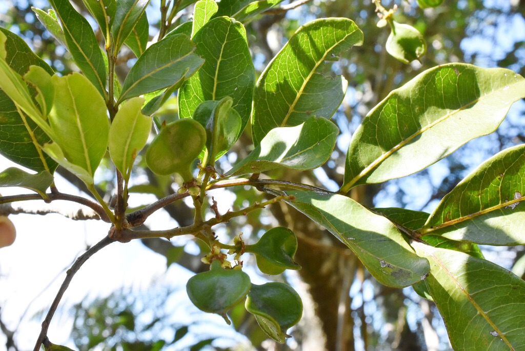 Molinea_alternifolia-Tan_georges-SAPINDACEAE-endemique_Reunion_Maurice-MB3_8573.jpg