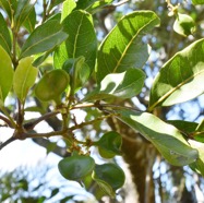 Molinea_alternifolia-Tan_georges-SAPINDACEAE-endemique_Reunion_Maurice-MB3_8573.jpg