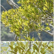 Pleurostylia_pachyphloea-Bois_d_olive_gros_peau-CELASTRACEAE-Endemique_Reunion-20241218_123502.jpg