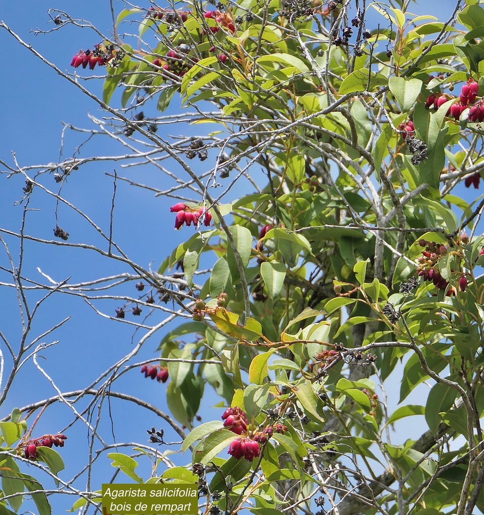 Agarista salicifolia.bois de rempart.ericaceae.indigène Réunion. (1).jpeg