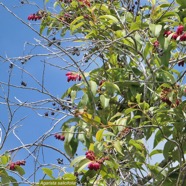 Agarista salicifolia.bois de rempart.ericaceae.indigène Réunion. (1).jpeg