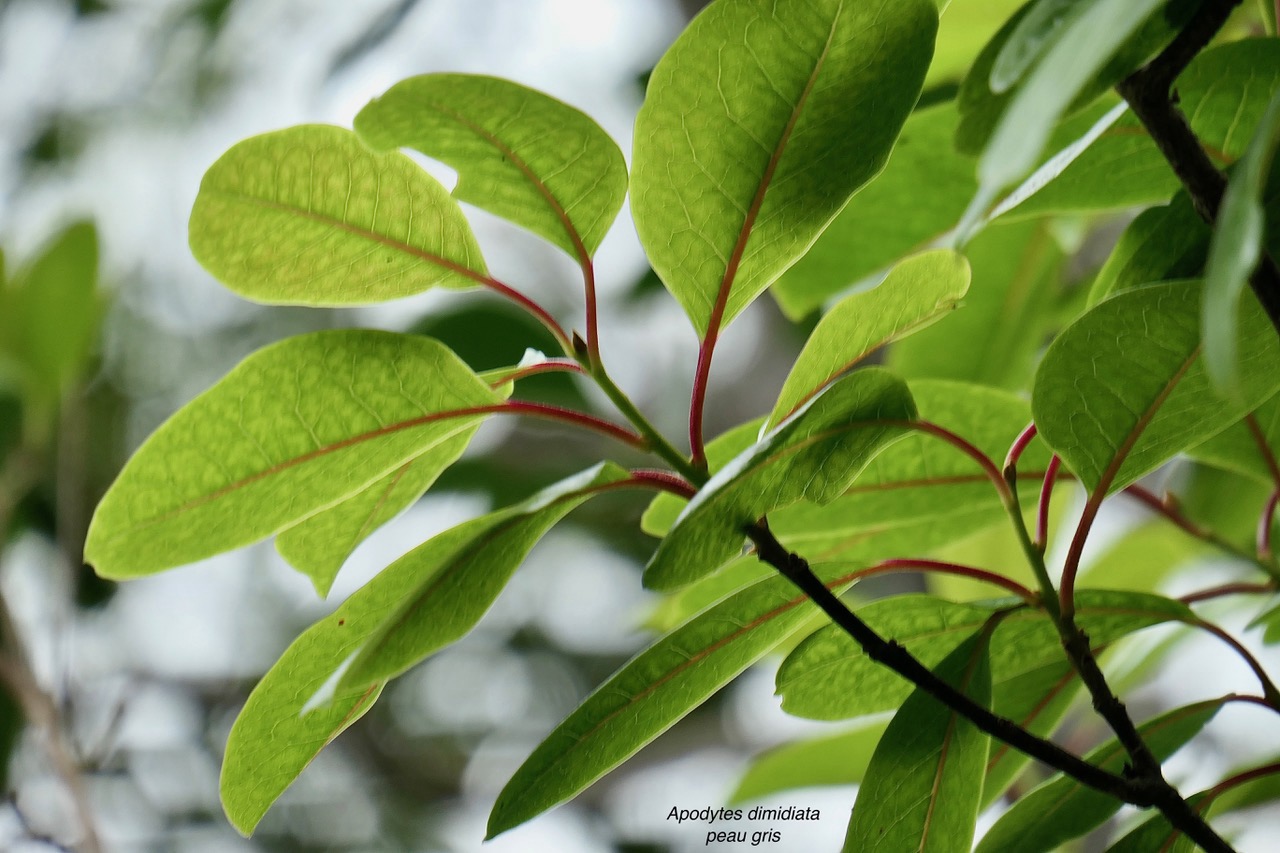 Apodytes dimidiata.peau gris. mettenuisaceae.( icacinaceae ) (1).jpeg