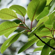 Apodytes dimidiata.peau gris. mettenuisaceae.( icacinaceae ) (1).jpeg