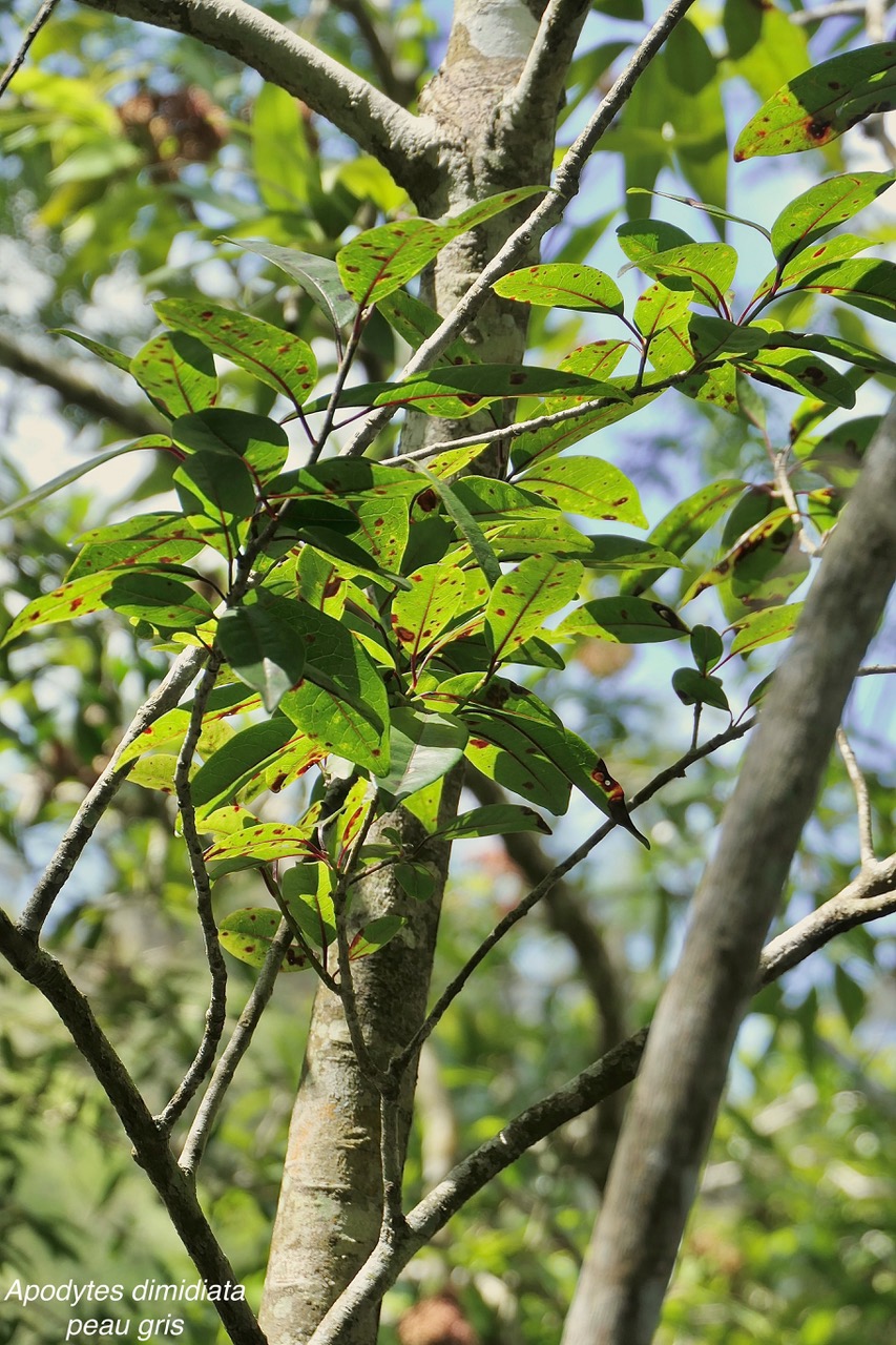 Apodytes dimidiata.peau gris. mettenuisaceae.( icacinaceae ).jpeg