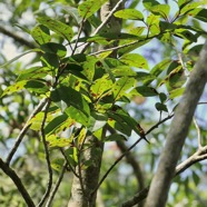 Apodytes dimidiata.peau gris. mettenuisaceae.( icacinaceae ).jpeg