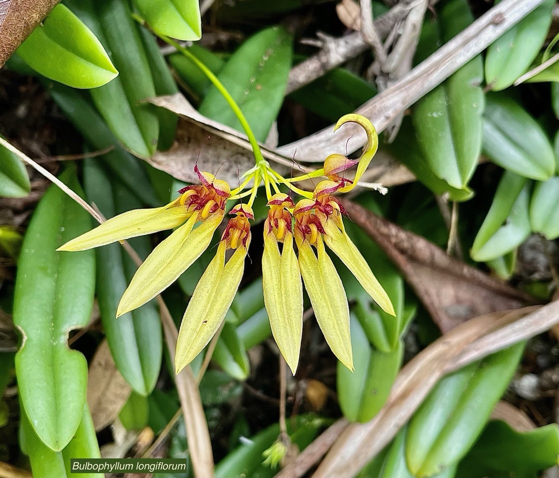 Bulbophyllum longiflorum.orchidaceae.indigène Réunion..jpeg