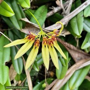 Bulbophyllum longiflorum.orchidaceae.indigène Réunion..jpeg