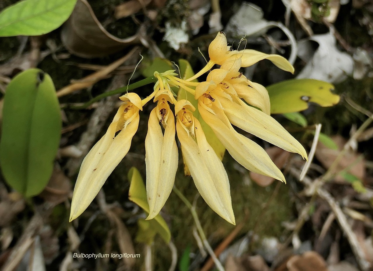 Bulbophyllum longiflorum.variante jaune. orchidaceae.indigène Réunion..jpeg