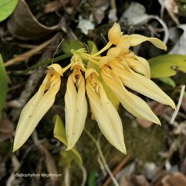 Bulbophyllum longiflorum.variante jaune. orchidaceae.indigène Réunion..jpeg