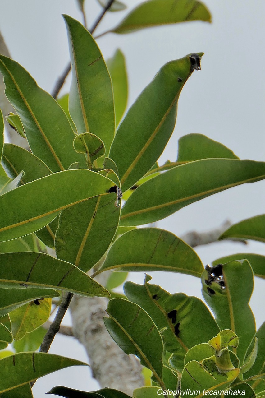 Calophyllum tacamahaca.takamaka.takamaka des hauts.calophyllaceae.endémique Réunion Maurice. (1).jpeg