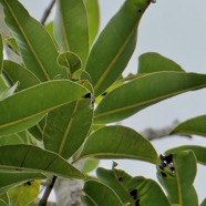 Calophyllum tacamahaca.takamaka.takamaka des hauts.calophyllaceae.endémique Réunion Maurice. (1).jpeg