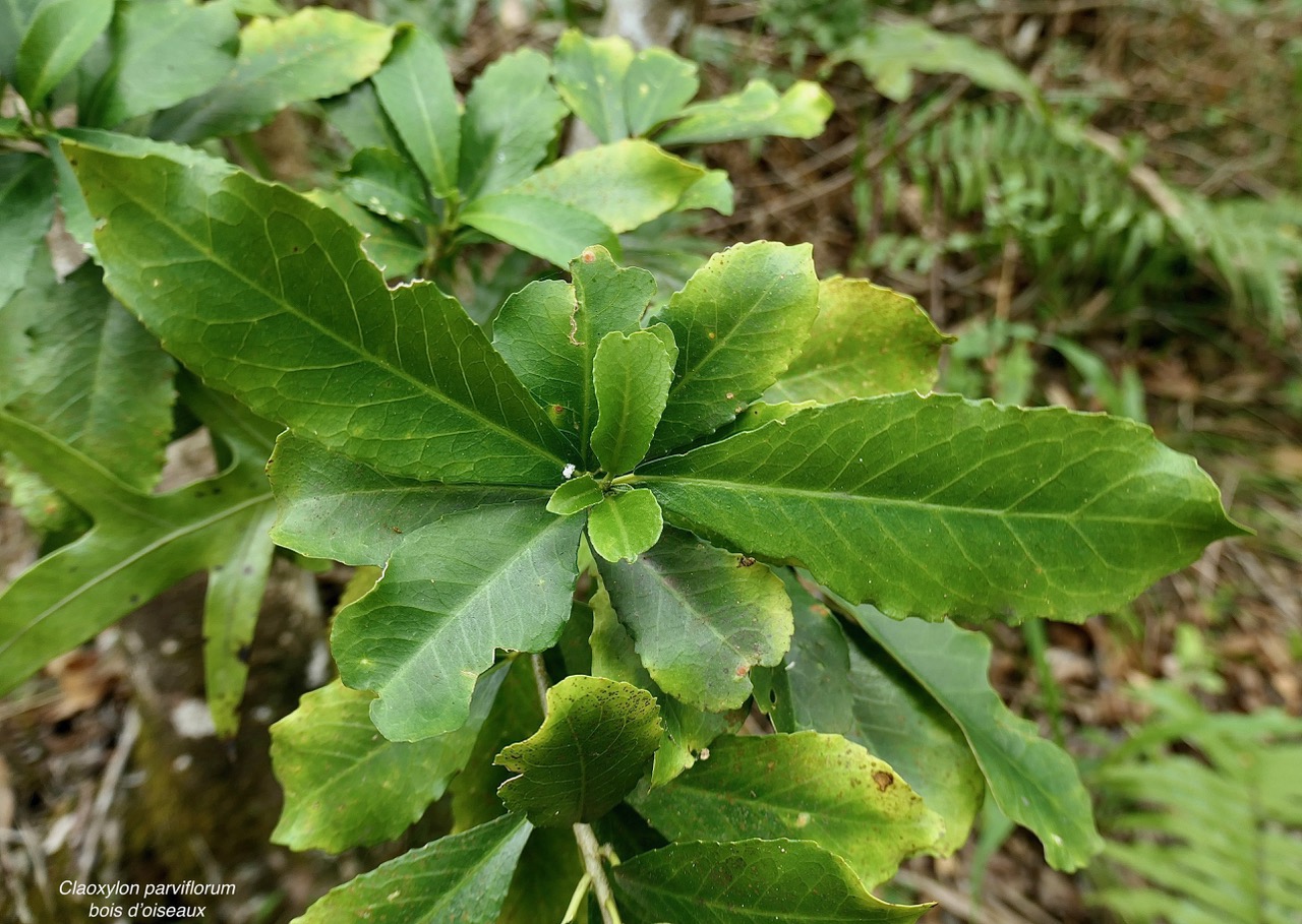 Claoxylon parviflorum -bois d’’oiseaux.euphorbiaceae.endémique Réunion Maurice Rodrigues..jpeg