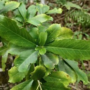 Claoxylon parviflorum -bois d’’oiseaux.euphorbiaceae.endémique Réunion Maurice Rodrigues..jpeg