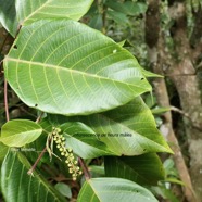 Cordemoya integrifolia.( Hancea integrifolia )  Bois de  perroquet.euphorbiaceae .endémique Réunion Maurice.jpeg