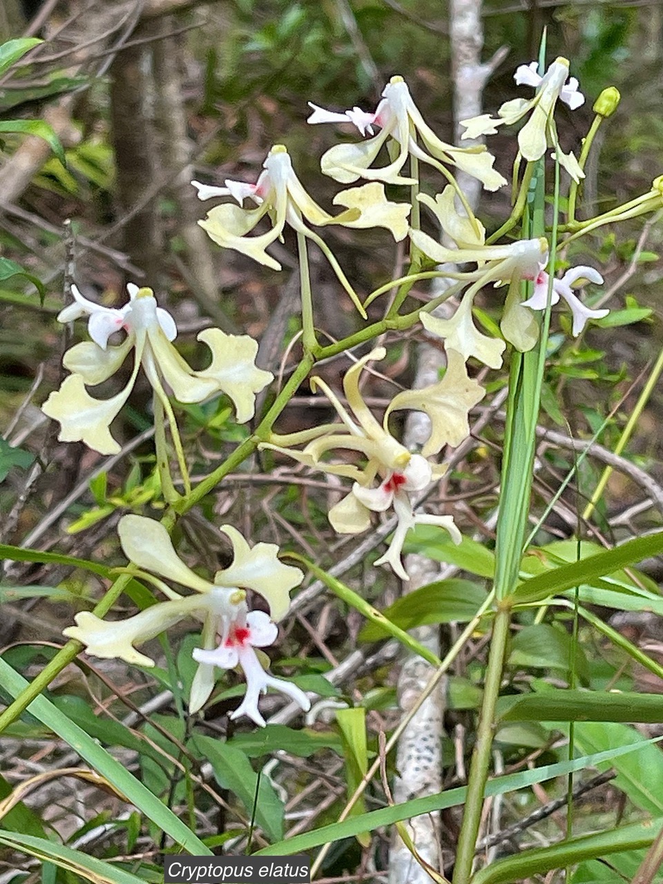 Cryptopus elatus .liane camaron.gros faham;orchidaceae.endémique Réunion Maurice (1).jpeg