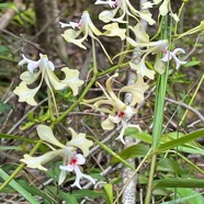 Cryptopus elatus .liane camaron.gros faham;orchidaceae.endémique Réunion Maurice (1).jpeg