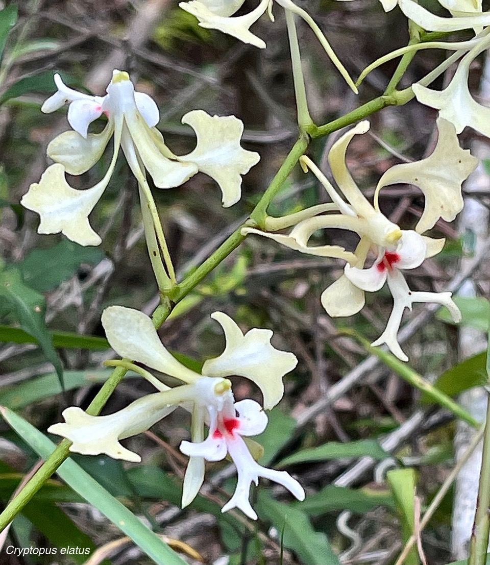 Cryptopus elatus .liane camaron.gros faham;orchidaceae.endémique Réunion Maurice.jpeg