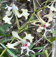 Cryptopus elatus .liane camaron.gros faham;orchidaceae.endémique Réunion Maurice.jpeg