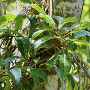 Danais fragrans.liane jaune.lingue noir.rubiaceae.endémique Madagascar Mascareignes..jpeg