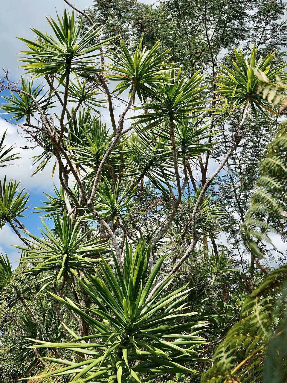 Dracaena reflexa.bois de chandelle.asparagaceae.endémique Madagascar.Seychelles Mascareignes..jpeg