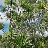 Dracaena reflexa.bois de chandelle.asparagaceae.endémique Madagascar.Seychelles Mascareignes..jpeg