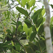 Drypetes caustica.corce blanc bâtard. bois de prune blanc.putranjivaceae.endémique Réunion Maurice (1).jpeg